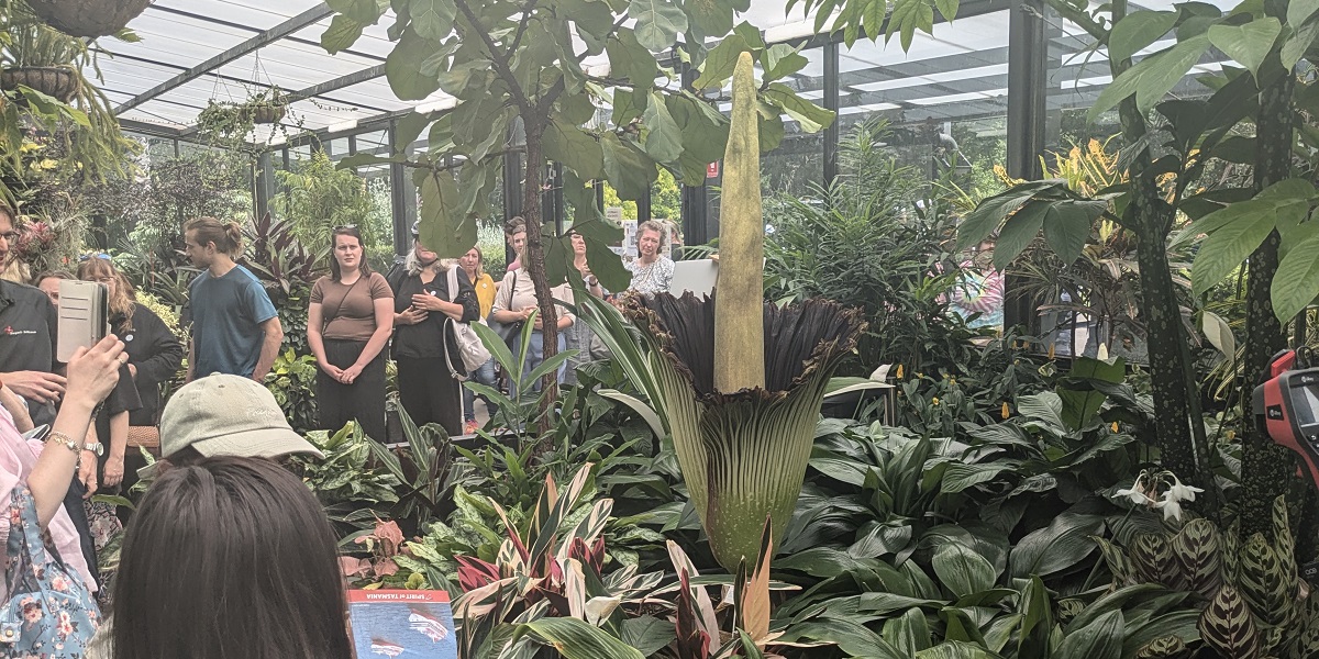 Corpse flower - Figure 1